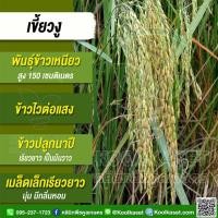 ราคา เมล็ดพันธุ์​ข้าว ชุดทดลองปลูก ข้าวเหนียว เขี้ยวงู เชียงราย นาปี ไวแสง นุ่ม มีกลิ่นหอม 4,000 - 5,000 เมล็ด คูลเกษตร KR2 (43912514435)