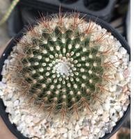 ราคา โนโตแคคตัส หนามแดง กระบองเพชร (Noticactus Scvpa) (4378532755)