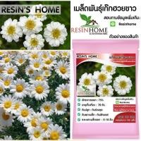 ราคา เมล็ดเก็กฮวย เก๊กฮวยขาว 100 เมล็ด (10800900841)