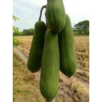 ราคา เมล็ดพันธุ์มะละกอแขกนวลดำเนิน (16527862674)