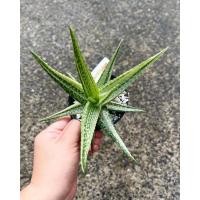 ราคา ว่านหางจรเข้ ว่านหางจระเข้ด่าง ด่างขาว ว่านหาง alovera variegated (19038088795)