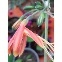 ราคา ว่านมหาลาภ ว่านหงสาวดี ไม้มงคล ไม้ประดับ ว่านมงคล (6485379196)