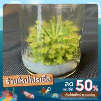ราคา ต้นหยาดน้ำค้าง:Sundew (16964673183)