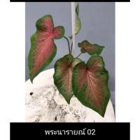 ราคา ต้นบอนสีพระนารายณ์ สีสวย ต้นแข็งแรงส่งทั้งกระถาง (17457253697)