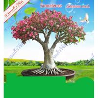 ราคา เมล็ดชวนชม ยักษ์ญี่ปุ่น 1 ซอง บรรจุ 10 เม็ด เมล็ดชวนชมเก็บใหม่ ตามฤดูกาล สดใหม่จากสวนแก้ววิชิต (11030909274)