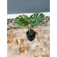 ราคา SALE !!มอนสเตอร่าไจแอนท์ พืชฟอกอากาศ ไม้ประดับ ไม้ตัดใบ (4144461977)