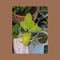 ราคา ต้นหูเสือ หูเสือ ชำใบชำกิ่ง พร้อมดิน [ พร้อมส่ง ] (23152131381)