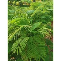 ราคา 20กิ่งชะอมไร้หนามพันธุ์ยอดใหญ่ยอดดก (24002927649)