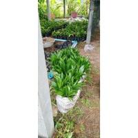 ราคา ต้นหมากเตี้ยและหมากสูง (12618078009)