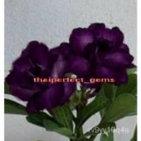 ราคา เมล็ด ชวนชมสีม่วงกุหลาบชวนชม10เมล็ด (23135335249)