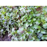 ราคา กิ่งสดผักเป็ดญี่ปุ่นแดง วอเตอร์เครสแดง ผักออร์แกนิค กิ่งสดมีรากติด กินใบ แคลเซียมสูง กินสดใส่สลัด น้ำพริก ต้นพันธุ์กิ่งส (14117902781)