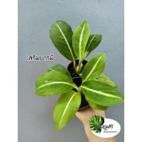ราคา อโกลนีมา เสริมบารมี Aglaonema sp. ‘Soembarame’ กระถางขนาด 3" (21250662662)