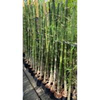 ราคา ต้นไผ่สร้างไพร ไผ่เลี้ยงลำ ขุดเหง้า(สูง 70-100cm) หน่อกินได้ (28725516028)