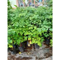 ราคา ต้นดอกปีบหรือกาสะลอง ไม้ดอกหอม (14272945367)