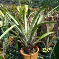 ราคา Tillandsia hildae สับปะรดสี ทิลแลนเซีย ไม้รากอากาศ (20024163556)