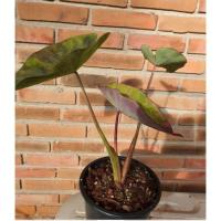 ราคา Colocasia Black Magic varigated ด่างกลาย (13707032523)
