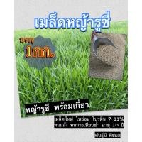 ราคา ☘️ รูซี่ เมล็ดหญ้ารูซี่ 1 กิโลกรัม #พร้อมปลูก หญ้ารูซี่ หญ้า ลูซี่ หญ้าเลี้ยงสัตว์ พันธ์ุหญ้า หญ้าเลี้ยงวัว (25262881933)