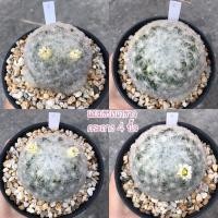 ราคา แมมขนนกขาวญี่ปุ่น ขนร่ม ขนเวียน แมมมิลาเรีย แคคตัส กระบองเพชร (Mammillaria Plumosa) (8210845517)