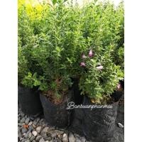 ราคา ต้นนีออน ต้นกิ่งชำ สูง 30-40 ซม. จัดชุด 2 ต้น (25070672851)