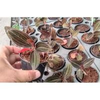 ราคา ต้นลายน้ำทอง ต้นว่านน้ำทอง กระถาง 3 นิ้ว金線蓮 (27958005908)