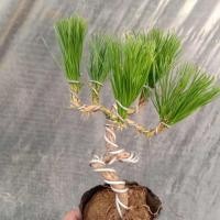 ราคา รูปทรงบอนไซสนดำญี่ปุ่นกองเก่าต้นกล้าสนดำสนขาวสนดำต้นกล้าบอนไซ (27818618060)