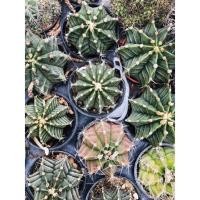 ราคา แคคตัสกระบองเพชรยิมโน (11744756551)