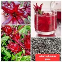 ราคา เมล็ดพันธุ์กระเจี๊ยบแดง 200 เมล็ด กระเจี๊ยบแดงซูดาน กระเจี๊ยบแดงใหญ่ (23355809405)