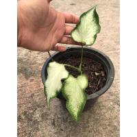 ราคา กวนอิมบอนสีส่งทั้งกระถาง (13166264927)