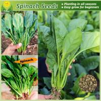 ราคา เมล็ดพันธุ์ ปวยเล้ง เมล็ดปวยเล้ง บรรจุ 200 เมล็ด เมล็ดพันธุ์ปวยเล้ง เมล็ดพันธุ์ผัก ผักสวนครัว ผักออร์แกนิก บอนไซ (28124133528)