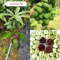 ราคา ต้นมะม่วงเบาใต้แท้หรือที่คนเรียกว่ามะม่วงเบาขนาดต้น 60-70ซม.ต้นพันธุ์เสียบยอด พร้อมปลูก (44054299650)
