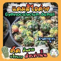 ราคา ต้นยิมโนแดมสิไอด่าง ( ต้นกระบองเพชร Gymnocalycium damsii )แคคตัส (14724105819)