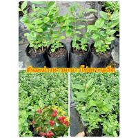 ราคา ต้นมะม่วงหาวมะนาวโห่เพาะเมล็ด (12029928597)