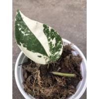 ราคา พริกไทยด่าง ไม้ด่างหายาก ไม้ด่าง (15706257187)