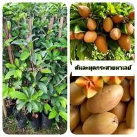 ราคา ต้นละมุดกระสวยมาเลย์ ละมุดกระสวยมาเลย์ (42303501894)