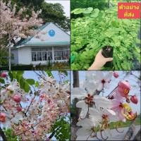 ราคา (6ต้น) ต้นกัลปพฤกษ์ กัลปพฤกษ์ ดอก สีชมพู / เยาวลักษณ์ (19476259741)
