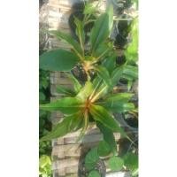 ราคา ต้นเศรษฐีก้านทอง #ไม้มงคล #พร้อมส่ง (11235025056)