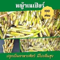 ราคา พันธุ์หญ้าเนเปียร์ ปากช่อง 100 ท่อน หญ้าเนเปียร์ หญ้าสำหรับโคกระบือ หญ้าอาหารสัตว์ (15403357809)