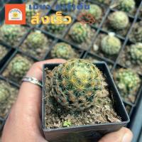 ราคา (ส่งไว)แมมขนนกเหลืองกระบองเพชร กระถาง 2 นิ้ว(ต้นไม้ส่งทั้งกระถาง) (20475202485)