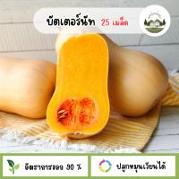 ราคา ฟักทองบัตเตอร์นัท 25 เมล็ด (41107289026)