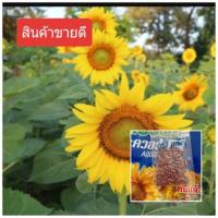 ราคา เมล็ดพันธุ์ทานตะวัน แมมมอธ(100 เมล็ด)ดอกใหญ่ ทนแล้ง ปลูกง่าย โตเร็ว (7519328918)