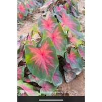 ราคา บอนสีช้างเผือกใบบัว ใบสีชมพู ราชินีใบไม้ บอนสีสีชมพู(หัวใหญ่) (13227095421)