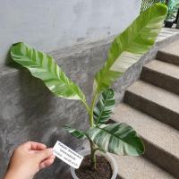 ราคา กล้วยฟลอริด้าด่าง ลายสวยทนแดด (8084996428)