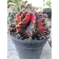 ราคา Gymnocalycium mihanovichii "Back Pearl" (21577088226)