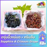 ราคา แพ็คคู่ องุ่นนิ้วแม่มด + องุ่นคริมสัน ( 1+1 กก.) 2 กก. [USA/AUS]องุ่นไร้เมล็ด ผลไม้สุขภาพ ขนส่งควบคุมอุณหภูมิ 5168Fruits (19993535136)