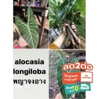ราคา alocasia longilobaถูกที่สุด!!!พญาจงอาง#ต้นพญาจงอางกระดูกเงินทุก (สั่งซื้อขั้นต่ำ 5 หัวน้า) ต้นส่งตัดใบ (13448613135)