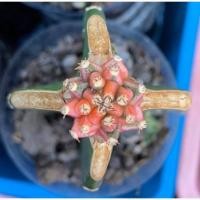 ราคา เก๋งแอปเปิ้ล Echinopsis malum กระถาง 3 นิ้ว ต้นเก๋งจีน ต้นกระบองเพชร ต้นแคคตัส (แคคตัส กระบองเพชร) (27953367916)