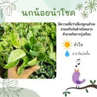 ราคา นกน้อยนำโชค ออกดอกคล้ายตัวนกน้อย นกน้อยนำโชคใบด่างขาว ในกระถาง 3 นิ้ว รากแข็งเเรง 1 กระถางมีหลายต้น (12732960345)