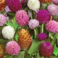 ราคา เมล็ด ดอก บานไม่รู้โรย คละสี เมล็ดพันธุ์ดอกไม้ 100 เมล็ด (3469089985)