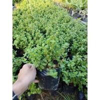 ราคา ต้น.คลาสซูล่า.ดูดทรัพย์.ไม้มงคล (7893104665)