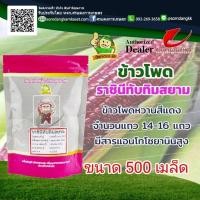 ราคา เมล็ดพันธุ์ ข้าวโพดหวาน ราชินีทับทิมสยาม Dr.Pek ขนาด 500 เมล็ด #ข้าวโพดทานดิบ #เมล็ดพันธุ์ข้าวโพด #ข้าวโพดดร.เป๊ก (3667858802)